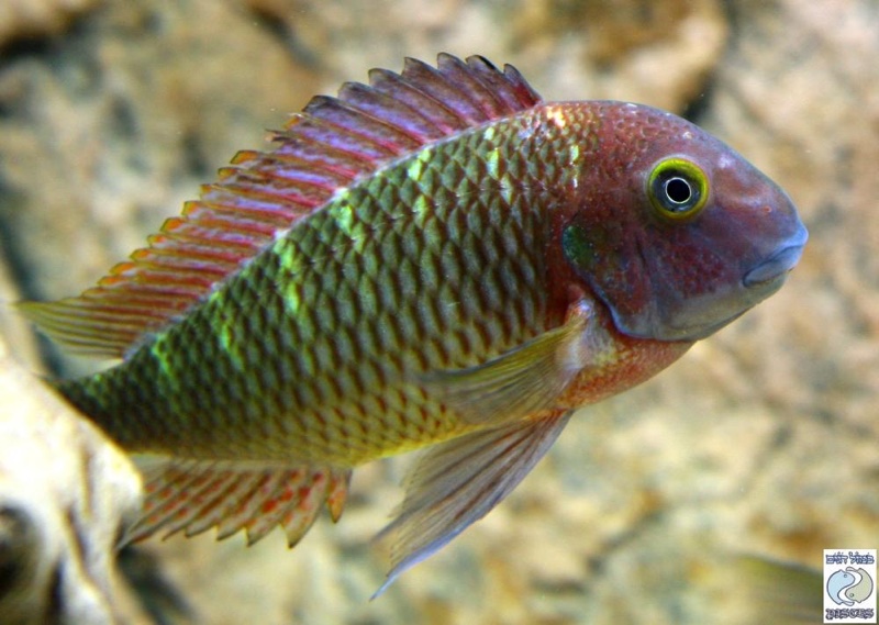 Tropheus moorii 'Muzi'